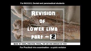 Revision of Lower limb Dissection for Anatomy viva/ Practical (Muscles + Nerve supply ) PART 2