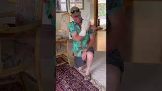 Cockatoo meeting a new friend  #cockatoo #parrot #cute #reactio#youtubeshorts #animals