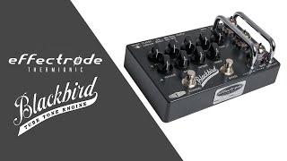 Effectrode BlackBird Preamp | 1-Minute Demo