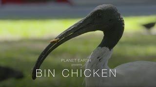 Planet Earth : Bin Chicken (4K)