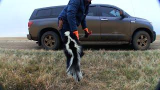 Wiebe Trapline Adventures S2/E8 - Mark Steck & Red O’Hearn skunk line 2 of 2