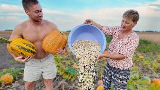 Village Life in Ukraine | Harvesting 13 Acres of Pumpkins