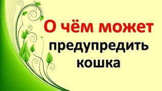 О чём может предупредить кошка. Народные приметы, связанные с кошками