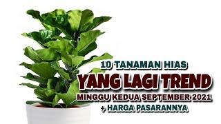 10 Tanaman Hias Yang Lagi Trend di Minggu Kedua Bulan September 2021