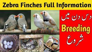 Zebra finch breeding tips | zebra finches complete information | zebra finches care and breeding