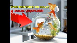 EVDE BESLEMESİ EN KOLAY BALIK ÇEŞİTLERİ!