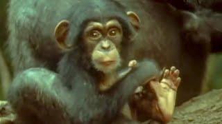 Cutest Baby Chimp Learns from Her Mom | Early Learnings | Attenborough: Trials of Life | BBC Earth