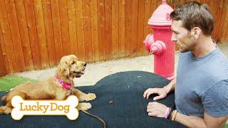 Train Poppi a Poodle Mix to Resist Food (Easy 'No' Method!) | Lucky Dog with Brandon McMillan