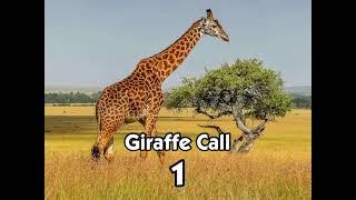 Giraffe Call 01 - SoundGears
