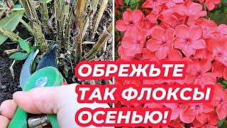 КАК ПРАВИЛЬНО ОБРЕЗАТЬ ФЛОКСЫ ОСЕНЬЮ чтобы они хорошо перезимовали. Осенняя обрезка флоксов!