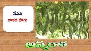 Bittergourd Cultivation for Summer || Etv Annadata