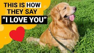 9 Signs that your Golden Retriever Loves You the Most!