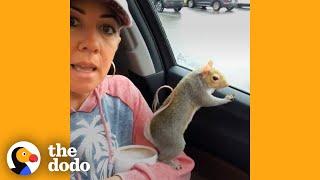 Woman Takes Her Rescue Squirrel Everywhere She Goes | The Dodo