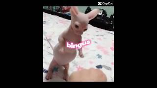 bingus.avi #gemmy #funny #bingus #shorts #edit #meme #cat