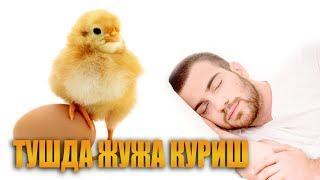 Туш табири - Тушда жужа куриш