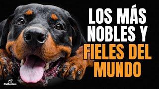 Cómo son los Rottweilers: Características, Personalidad y Cuidados.