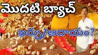 New poultry farm in first batch income in  telugu - మొదటి బ్యాచ్ అనుభవం,లాభం