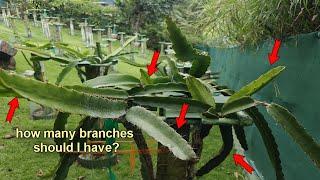 How many branches should your Dragon Fruit Plant Have?