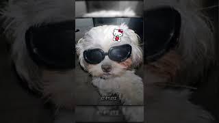 KITTY TREND CUTE PUPPY   || Ae inspired edit alight motion preset || Alight Motion Edit