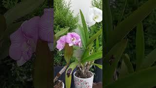 Care of Orchid flower. #flowers #garden #shorts #yt #nature #gratitude #