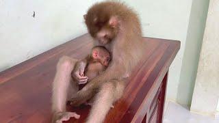 Lovely Cuddle Feeding Mom! To Newborn Baby Monkey