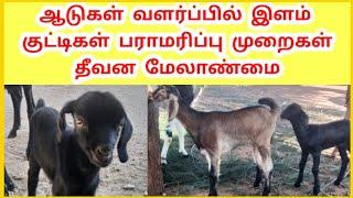 ஆடுகள் வளர்ப்பில் இளம் குட்டிகள் பராமரிப்பு மற்றும் தீவன மேலாண்மை /#goatfarming