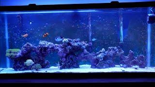 My Finding Dory Reef Aquarium - One Hour of PURE Relaxation with Calming Ambient Music!!