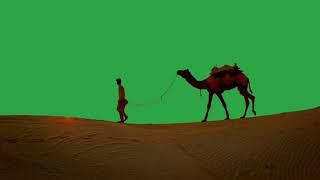 camel walk in desert green screen4U