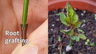 How to graft rose twig  with the root | 如何在用樹根嫁接月季