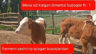 Simental buzoqlar sotiladi Fermadan ️ 91 344 88 07 ️