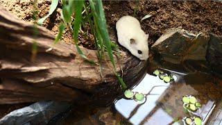 ep.8) Making a Pond in True Naturalistic Hamster TERRARIUM Cage (no wood bedding)