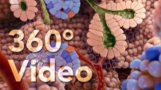 360° Endocrine Cells Animation (demo)