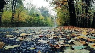 Rainforest Rain Sounds for Sleeping or Studying ️ White Noise Rainstorm