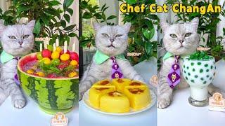 One-Year Collection: Cat-Chef Makes Beautiful And Fragrant Food|Cat Cooking Food|Cute And Funny Cat