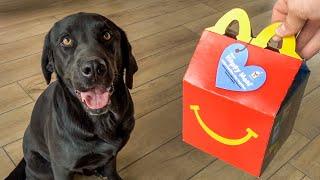 Labrador Tries First McDonald's Happy Meal