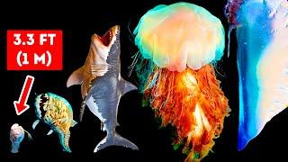 Makhluk Laut Berbahaya yang Lebih Besar daripada Megalodon