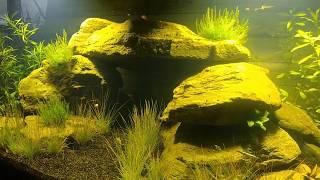 Low tech Cave Aquarium: 6 weeks update! Fish added! Maintenance!