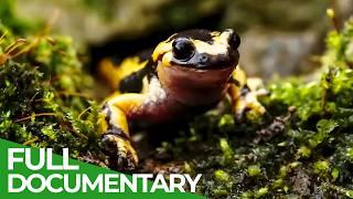 Fire Salamander - The Last Urban Dragon | Free Documentary Nature