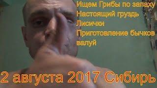 Поход в лес грибы настоящий груздь лисички ищем по запаху 2 августа 2017 бычки валуй приготовление