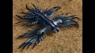 Голожаберный моллюск   Glaucus atlanticus.   ( Konkin I.)