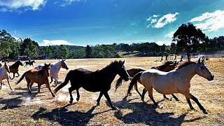 THE BRUMBIES OF THE TINDERRY RANGE •  AN AUSTRALIAN STORY