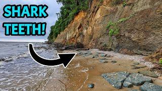 I Drove Over 800 Miles to Fossil Hunt For Megalodon Shark Teeth at the World Famous Calvert Cliffs!