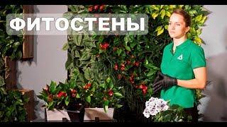 Фитостены | Вертикальное озеленение | Фитомодули