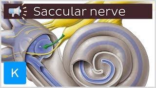 Saccular nerve | Anatomical Terms Pronunciation by Kenhub