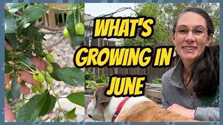 June Yard and Garden Tour