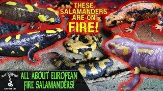 ALL ABOUT EUROPEAN FIRE SALAMANDERS!