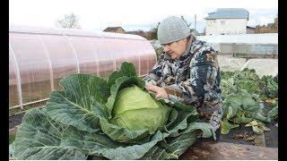 ЭТА КАПУСТА НЕ ТРЕБУЕТ УХОДА: ПОСАДИЛ И ЗАБЫЛ. 12.10.19