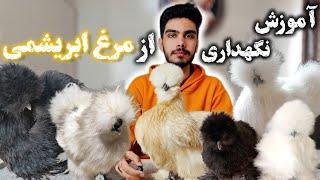 آموزش نگهداری از مرغ و خروس ابریشمی