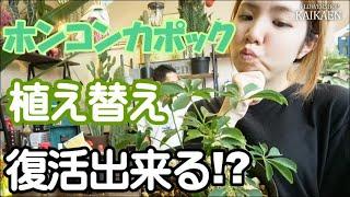 ホンコンカポック　植え替え　枯れてる　再生方法　水やり方法 　観葉植物【おうちでガーデニング】開花園チャンネル