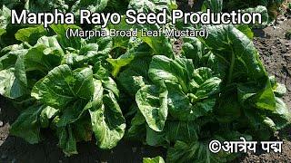 Seed Production of Broad Leaf Mustard/Marpha Rayo